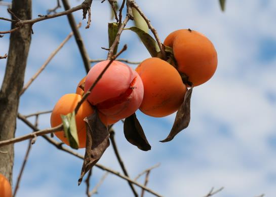 ��������Ҫ��Ƥ�᣿�����ӷž�����ܛ���ӆ�