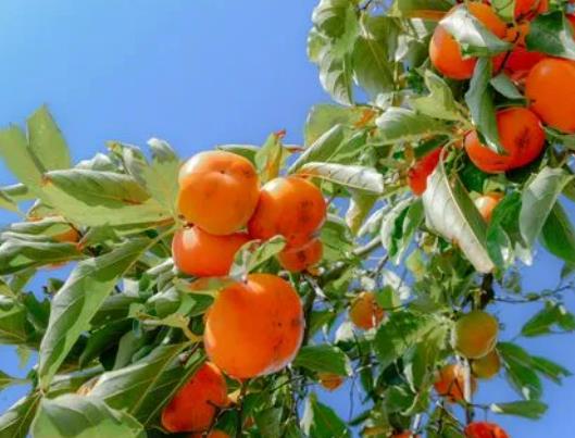 ���������кܶ���c߀�ܳԆ᣿���}������Ҫ�ݎ���