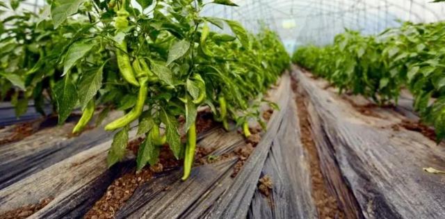 ������ԭ�a�� ������ˎ�Ãrֵ