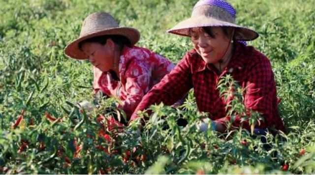 ��ɫ������������ ���������Ј�(ch��ng)