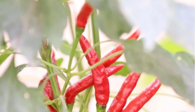 �ݵ��˞�ʲô�����h��ʳ������������ʳ����������Ⱥ����Щ