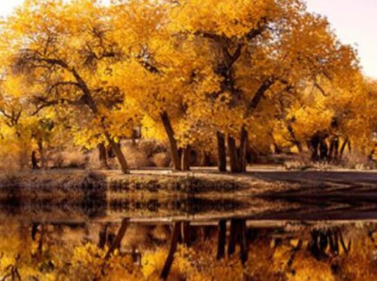 �Ї�ʮ������ɭ�֣�݆�_�h����ľ�����ֹ��@����ɽѩ�X��ɼ�ֳ����ʥ��