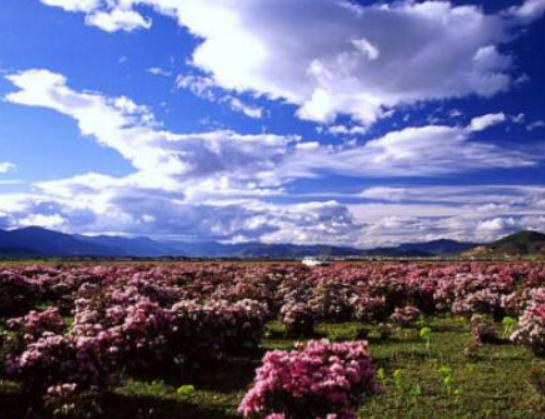 �Ї�ʮ������ɭ�֣�݆�_�h����ľ�����ֹ��@����ɽѩ�X��ɼ�ֳ����ʥ��