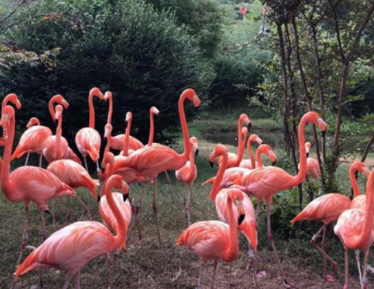 �Ї�ʮ��ɭ�ք���@���V���L¡Ұ������@���������dҰ������@֪���ȸ�