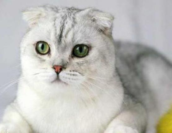 ʮ����ճ�˵�؈��������ż؈�Ը����o���K���m�۶�؈�����ԏ�