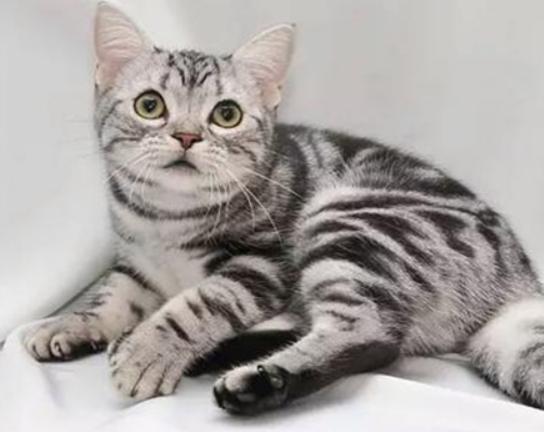 ʮ����ճ�˵�؈��������ż؈�Ը����o���K���m�۶�؈�����ԏ�