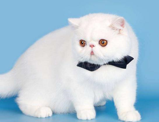 ʮ����ճ�˵�؈��������ż؈�Ը����o���K���m�۶�؈�����ԏ�