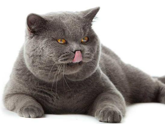 ʮ����ճ�˵�؈��������ż؈�Ը����o���K���m�۶�؈�����ԏ�