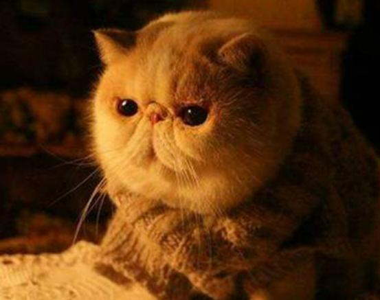 ʮ����ճ�˵�؈��������ż؈�Ը����o���K���m�۶�؈�����ԏ�