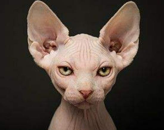 ʮ����ճ�˵�؈��������ż؈�Ը����o���K���m�۶�؈�����ԏ�