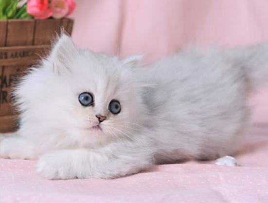 ʮ����ճ�˵�؈��������ż؈�Ը����o���K���m�۶�؈�����ԏ�