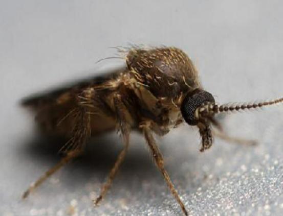 ʮ����Ѫ���x�������F����ª�����������ǂ�Ⱦ�Լ��������g����