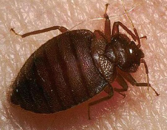 ʮ����Ѫ���x�������F����ª�����������ǂ�Ⱦ�Լ��������g����