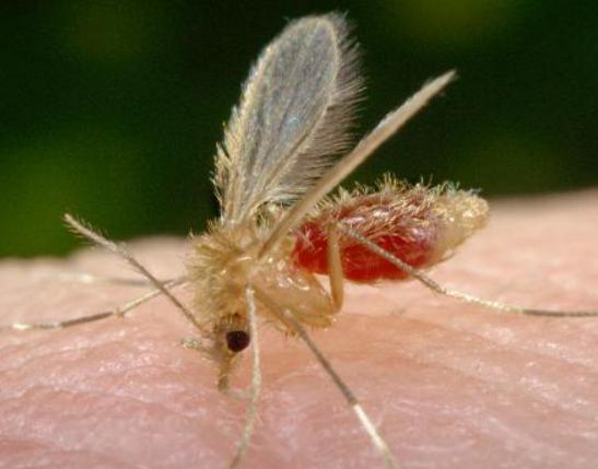 ʮ����Ѫ���x�������F����ª�����������ǂ�Ⱦ�Լ��������g����