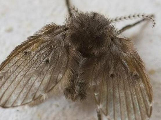 ʮ����Ѫ���x�������F����ª�����������ǂ�Ⱦ�Լ��������g����