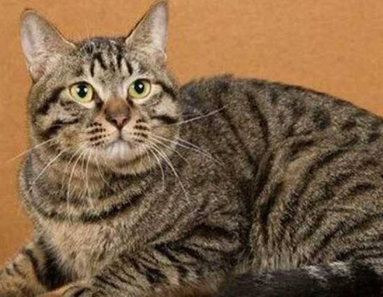 ����ʮ�����m�������B��؈���Ї�؂��؈��Ӣ����ë؈�O��ι�B