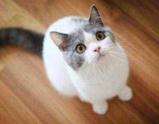 ����ʮ�����m�������B(y��ng)��؈���Ї�؂��؈��Ӣ����ë؈�O��ι�B(y��ng)