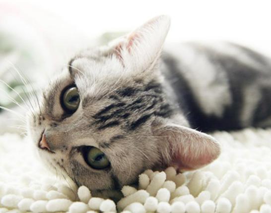 ����ʮ�����m�������B(y��ng)��؈���Ї�؂��؈��Ӣ����ë؈�O��ι�B(y��ng)