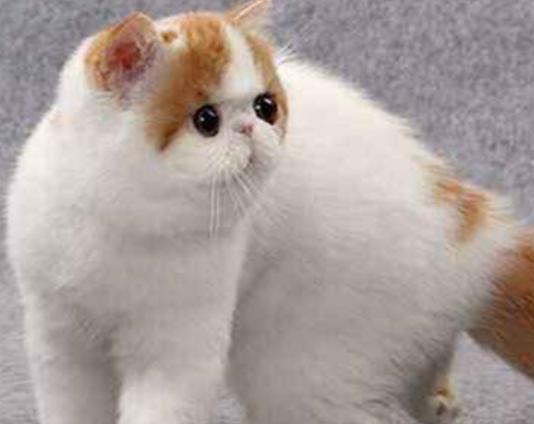 ����ʮ�����m�������B(y��ng)��؈���Ї�؂��؈��Ӣ����ë؈�O��ι�B(y��ng)