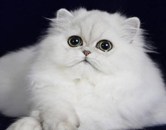 ����ʮ�����m�������B(y��ng)��؈���Ї�؂��؈��Ӣ����ë؈�O��ι�B(y��ng)