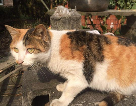 ����ʮ�����m�������B(y��ng)��؈���Ї�؂��؈��Ӣ����ë؈�O��ι�B(y��ng)