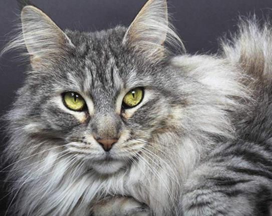 ����ʮ�����m�������B(y��ng)��؈���Ї�؂��؈��Ӣ����ë؈�O��ι�B(y��ng)