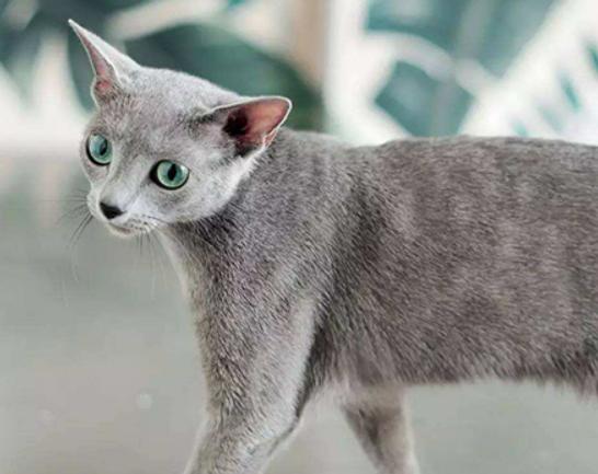 ����ʮ�����m�������B(y��ng)��؈���Ї�؂��؈��Ӣ����ë؈�O��ι�B(y��ng)