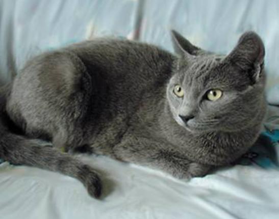 ����ʮ�����m�������B(y��ng)��؈���Ї�؂��؈��Ӣ����ë؈�O��ι�B(y��ng)