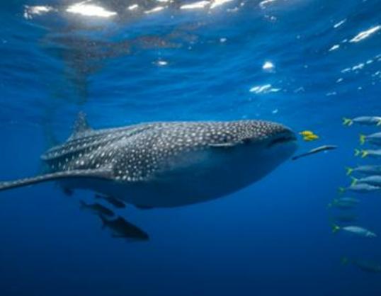 ����10������������а񣬪{��ˮĸ�����������{�L�l�R��^