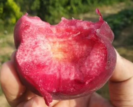 Ѫ��һ��Ԏׂ���ã�Ѫ���ܷű����