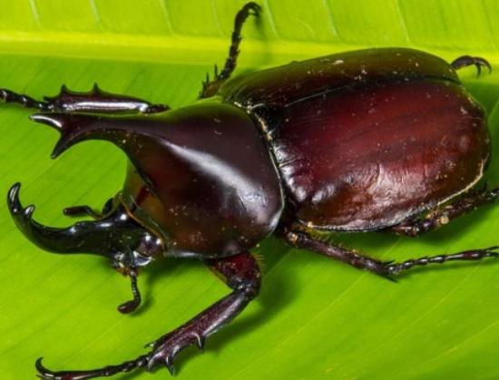 ȫ��ʮ����ϡ���x���а񣬲�Ϭ�����Ը���ľ�^���ʱ۽��������ɫ