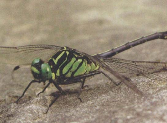 ȫ��ʮ����ϡ���x���а񣬲�Ϭ�����Ը���ľ�^���ʱ۽��������ɫ