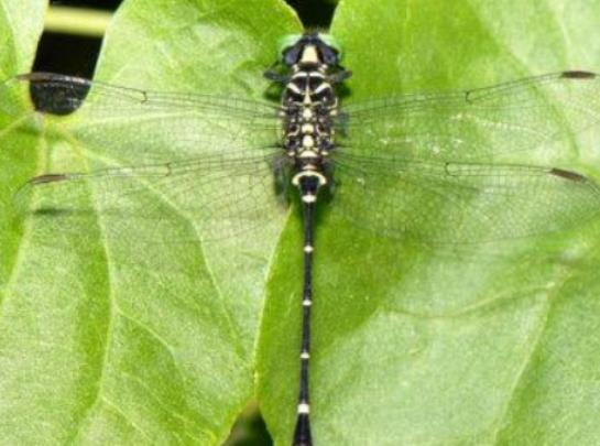 ȫ��ʮ����ϡ���x���а񣬲�Ϭ�����Ը���ľ�^���ʱ۽��������ɫ