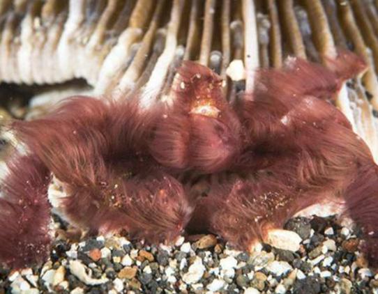 ����ʮ������ֵ��з�����^з�����ԏ�(qi��ng)������з�����������ļך�����