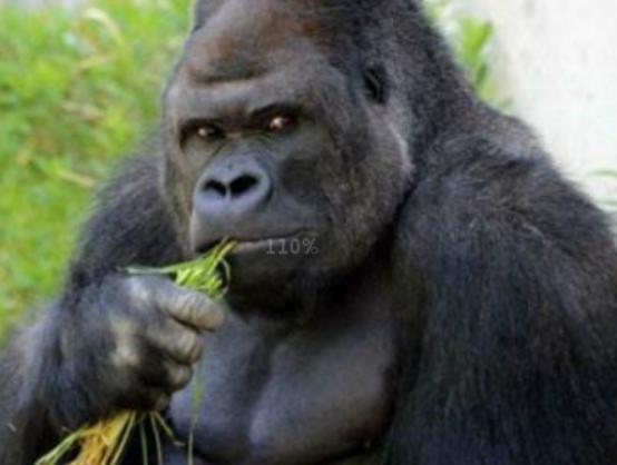 ����ʮ�������Ą�������ɕ�ֱ�����ߡ���������ǳ����