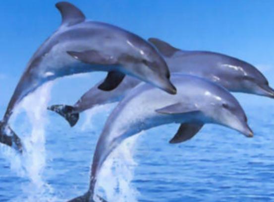 ����ʮ�������Ą�������ɕ�ֱ�����ߡ���������ǳ����