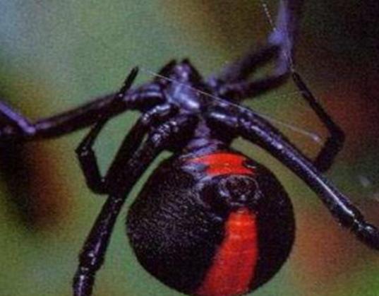 �����ʮ��֩�����t�ыD֩�벻���ӹ�����Ϥ��©���W����ܕ�����