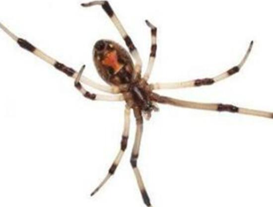 �����ʮ��֩�룬�t�ыD֩�벻���ӹ�����Ϥ��©���W����ܕ�����