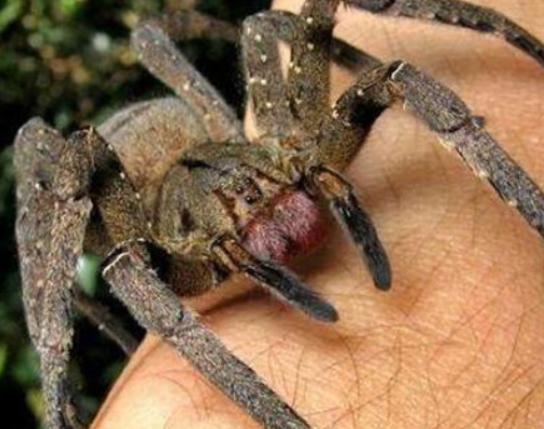 �����ʮ��֩�룬�t�ыD֩�벻���ӹ�����Ϥ��©���W����ܕ�����