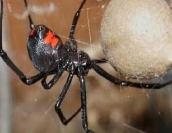 �����ʮ��֩�����t�ыD֩�벻���ӹ�����Ϥ��©���W����ܕ�����