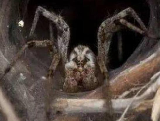 �����ʮ��֩�����t�ыD֩�벻���ӹ�����Ϥ��©���W����ܕ�����