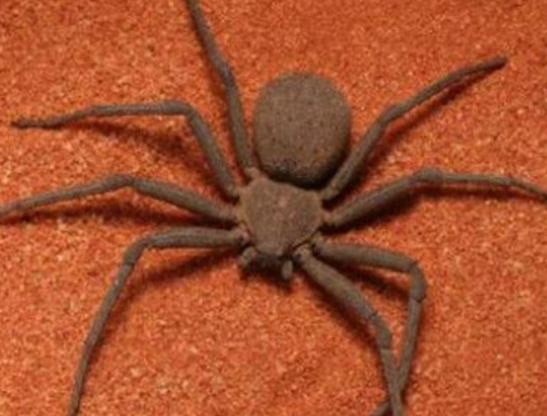 �����ʮ��֩�룬�t�ыD֩�벻���ӹ�����Ϥ��©���W����ܕ�����