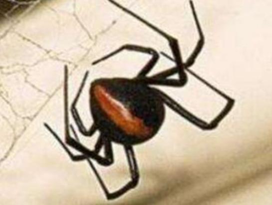 �����ʮ��֩�����t�ыD֩�벻���ӹ�����Ϥ��©���W����ܕ�����