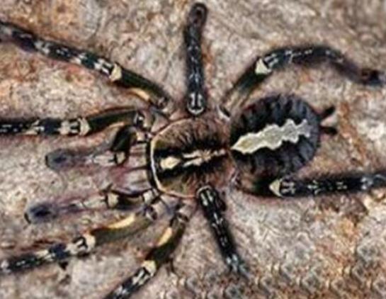 �����ʮ��֩�����t�ыD֩�벻���ӹ�����Ϥ��©���W����ܕ�����