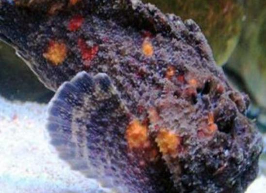 ����ʮ�������������޷�ˮĸ���κܺÿ����{(l��n)�h(hu��n)���~�׷�犾�Ҫ����