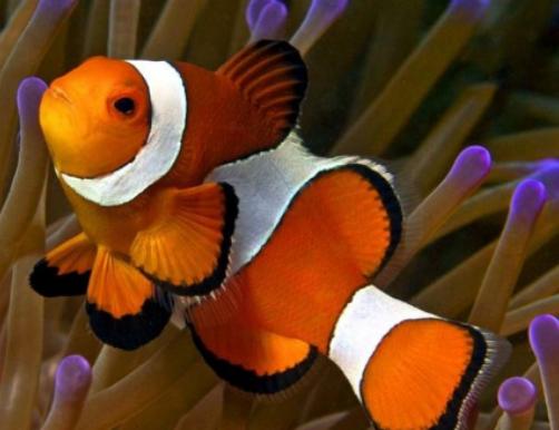 ����ʮ����Ư���ğᎧ�~�����~ɫ�ʸ�����ͬ��С���~�L��ɐ�