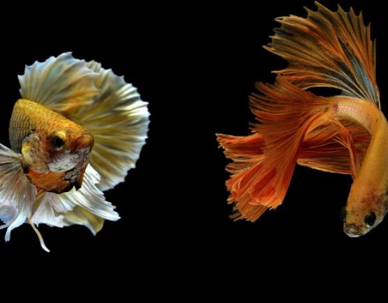 ����ʮ����Ư���ğᎧ�~�����~ɫ�ʸ�����ͬ��С���~�L��ɐ�