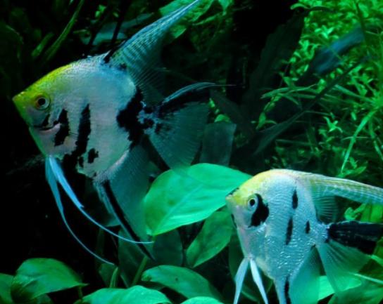 ����ʮ����Ư���ğᎧ�~�����~ɫ�ʸ�����ͬ��С���~�L��ɐ�