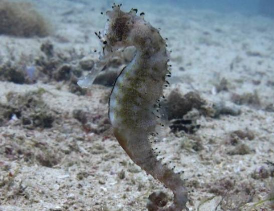 ����ʮ����Ư���ğᎧ�~�����~ɫ�ʸ�����ͬ��С���~�L��ɐ�