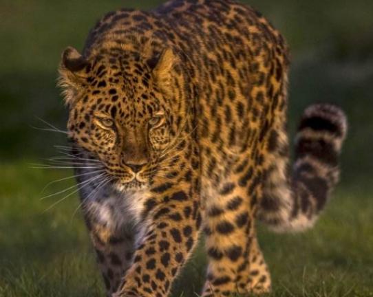 ����ʮ����ϡ�еĄ�(d��ng)��������צ��Ϭţȫ��H��35�^���h(yu��n)�|���F(xi��n)��s10ֻ